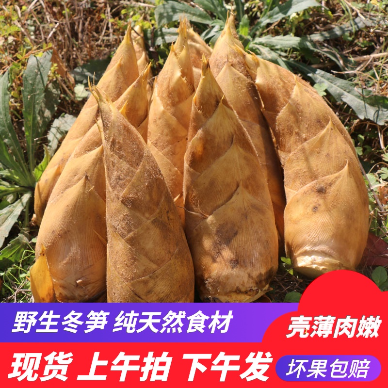 新鲜冬笋野生江西竹笋现挖现发