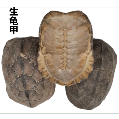 湖北生龟甲袋装新货乌龟壳