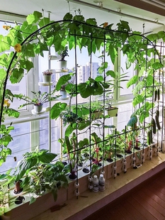 无土栽培黄瓜水培蔬菜家庭室内阳台种菜神器智能箱自动管道式 设备