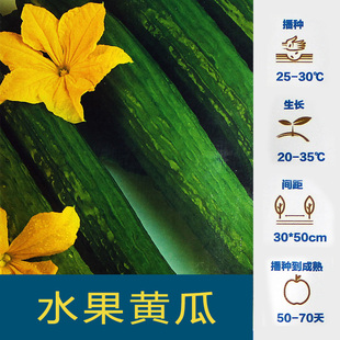 水果黄瓜蜂蜜小西瓜种子 空中花园无土栽培爬腾类种子