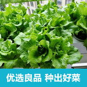 空中花园无土栽培蔬菜种子