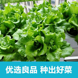 空中花园无土栽培蔬菜种子