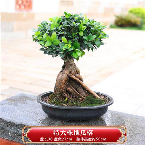 榕树盆栽老桩 地瓜榕树盆景 造型大型苗木室内外庭院小叶榕人参榕