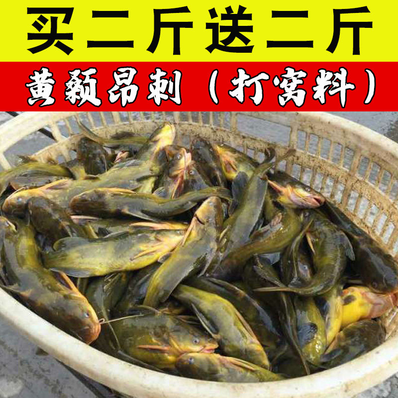 钓黄颡鱼饵料黄辣丁野钓专用窝料黄刺鱼黄骨鱼昂刺小药打窝料诱饵