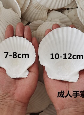 烧烤用蒜蓉粉丝白色大扇贝壳蒸扇贝夏威夷半壳大托盘贝壳包邮