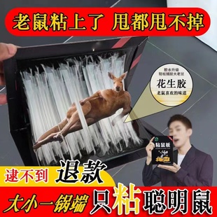 超强力粘鼠板正品捕鼠神器家用加厚强力粘鼠贴大老鼠特效药一窝端