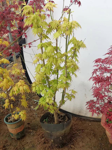 约旦枫树盆栽金叶枫树苗庭院树彩叶日式花园阳台植物日本枫树