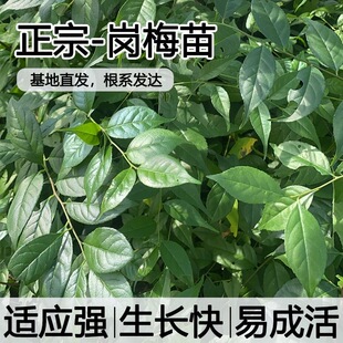 岗梅苗正宗福建岗梅秤星树苗盆栽地栽耐寒耐热庭院阳台盆景