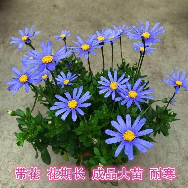 (带花发货）蓝色玛格丽特姬小菊糖果菊耐寒阳台庭院植物四季开花-封面