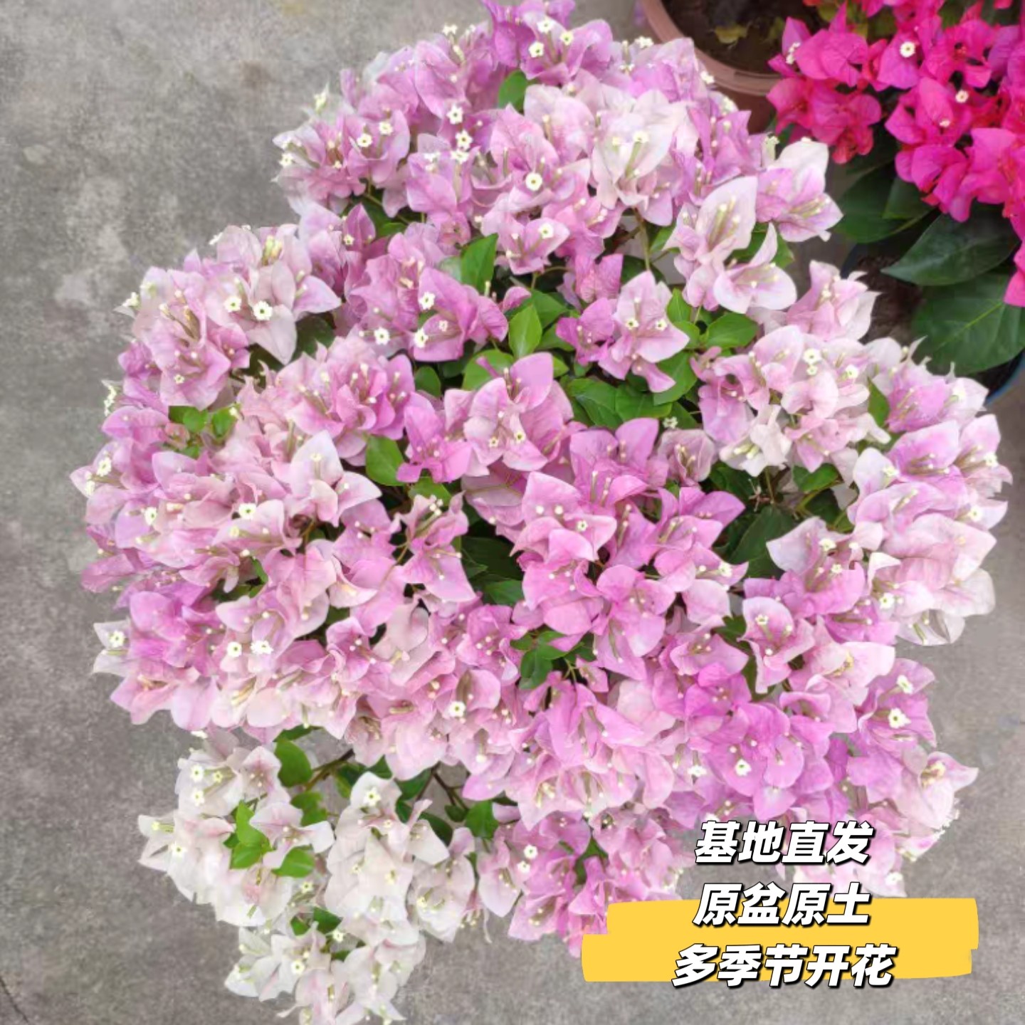 三角梅网红款棒棒糖型勤花品种大苗好养阳台露台庭院爬藤多季开花,鲜花速递/花卉仿真/绿植园艺,时令草本花卉,淘宝优惠券,粉丝福利购,淘宝优惠卷