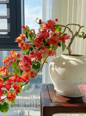 三角梅不甜西瓜苏瓦娜金心橙白粉天使波伊斯玫瑰阳台花园庭院植物