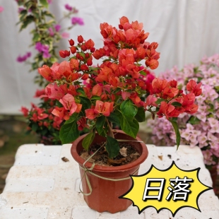日落三角梅盆栽勤花品种渐变花色多季节开花植物原盆原土带花发出