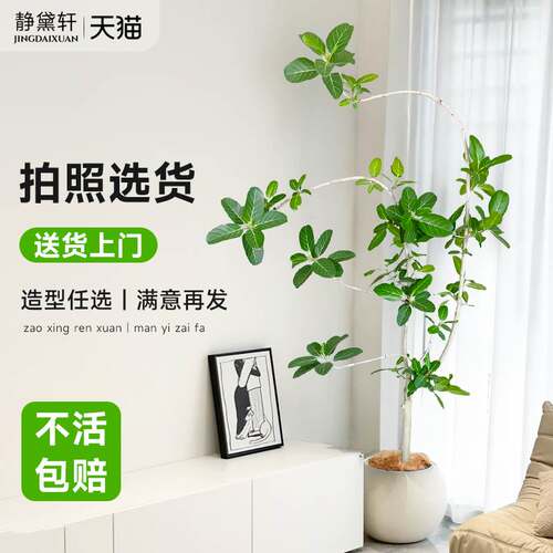 孟加拉榕盆栽客厅旺宅绿植室内大型落地大号真花禄植黄金高山榕树