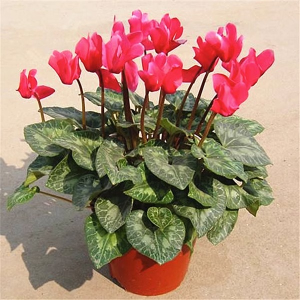 仙客来盆栽花苗兔耳花四季开花好养带花阳台室内花卉盆栽花年宵花