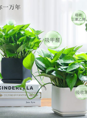 小黄金葛盆栽大叶水培植物吸甲醛室内花卉净化空气办公室绿植新家