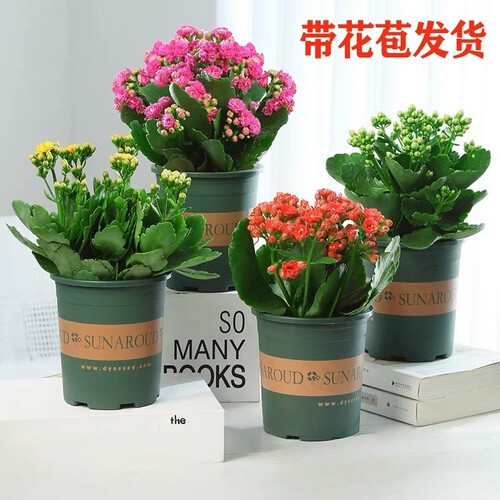 带花长寿花盆栽重瓣金狐狸大花带花苞花苗室内开花好养的花卉好活