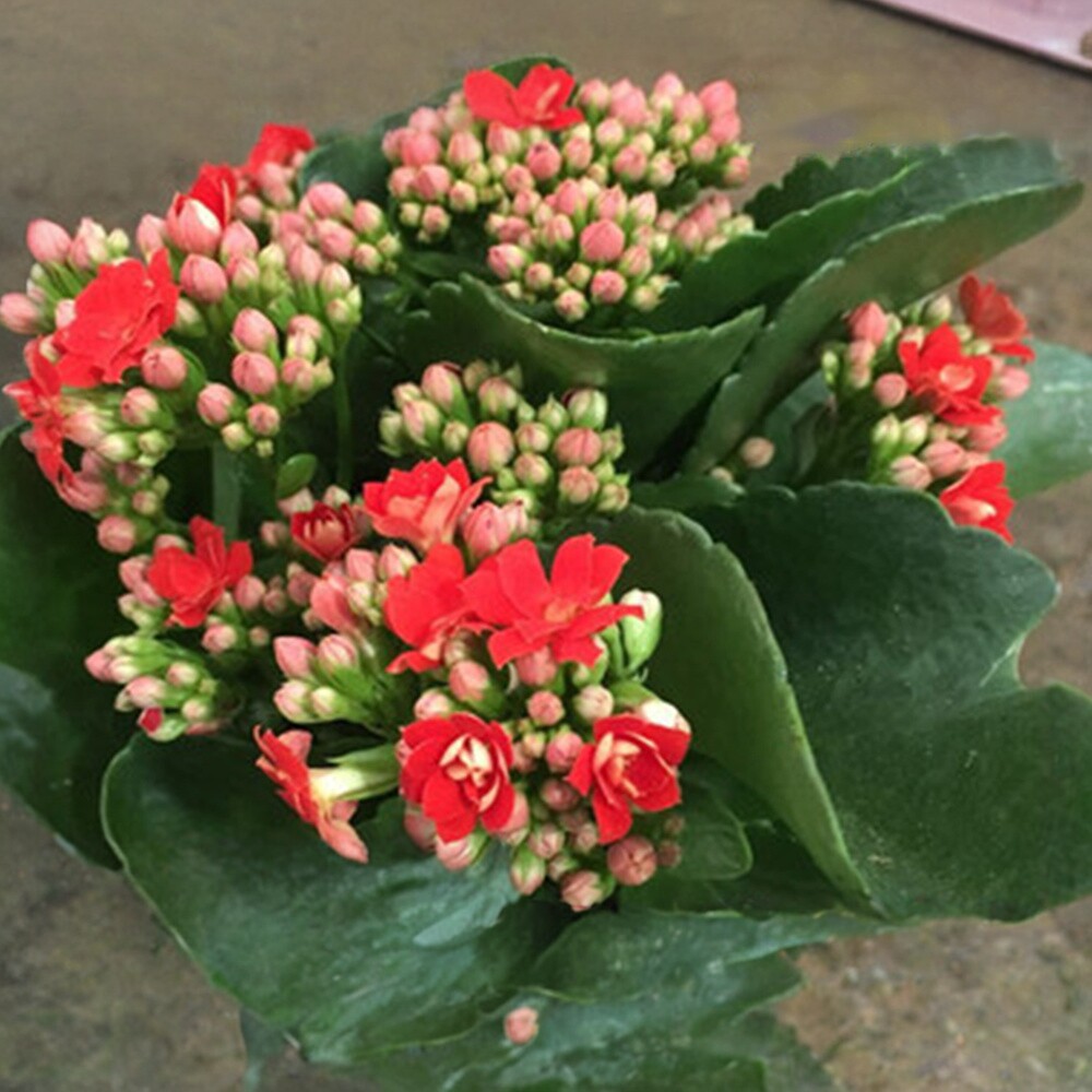 长寿花盆栽重瓣花苗带花苞大花绿植物室内金狐狸长寿花卉