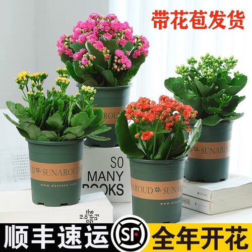 长寿花盆栽重瓣金狐狸大花带花苞花苗室内开花好养的花卉好活