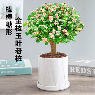 金枝玉叶盆栽造型老桩罕见多肉植物稀有品种大株肉肉花卉新款盆景