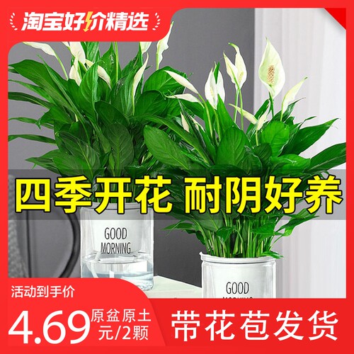带花发货四季开花！