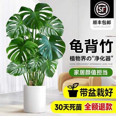 龟背竹客厅大盆栽老桩植物办公室大型绿植室内盆景净化空气