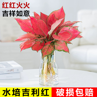 吉利红如意水培植物办公室内净化空气桌面绿植适合懒人养的花绿箩