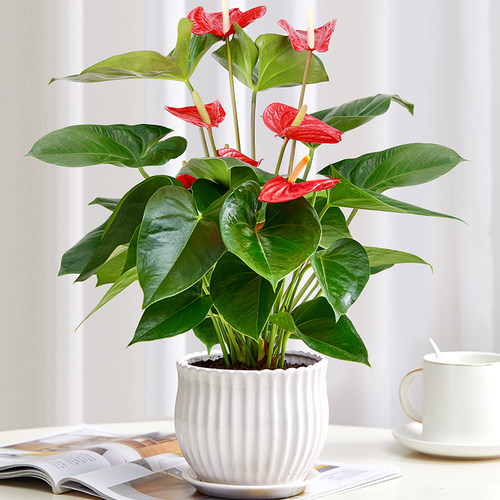 火鹤花白掌盆栽室内植物花卉大盆客厅耐荫好养水培绿植四季开花植