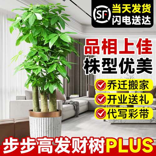 步步高发财树三杆原生客厅大盆栽大型绿植乔迁新居办公室开业送礼