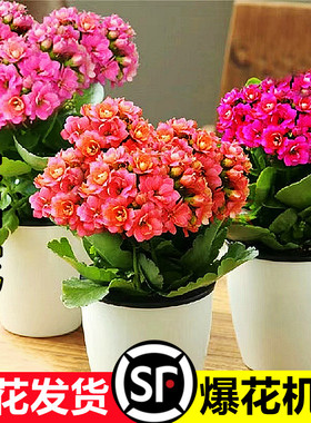 长寿花盆栽重瓣金狐狸大花带花苞花苗四季室内开花好养的花卉植物