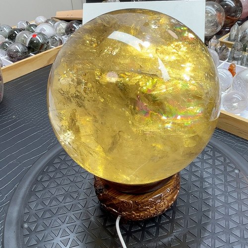 老姜黄14.8cm4600g