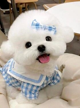 比熊标准送货上门货到付款幼犬