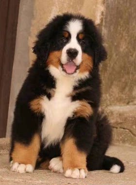 出售纯种瑞士伯恩山护卫犬