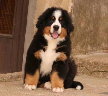 出售纯种瑞士伯恩山幼犬工作护卫犬可送货上门货到付款