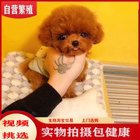 飞耳灰泰迪幼犬茶杯犬红色小体泰迪犬贵宾犬可送货上门货到付款