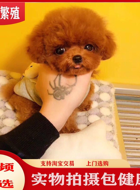 飞耳灰泰迪幼犬茶杯犬红色小体泰迪犬贵宾犬可送货上门货到付款