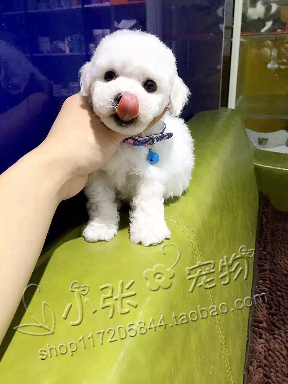 法国卷毛比熊犬 茶杯比熊幼犬 迷你比熊狗 长不大宠物狗