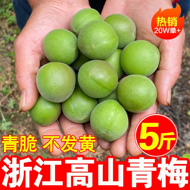 正宗浙江青梅鲜果现摘高山野生泡酒专用酸脆梅子新鲜水果5斤大果