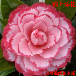 锦上添花茶花盆栽 西施红唇稀少名贵茶花品种苗室外绿植花卉盆栽