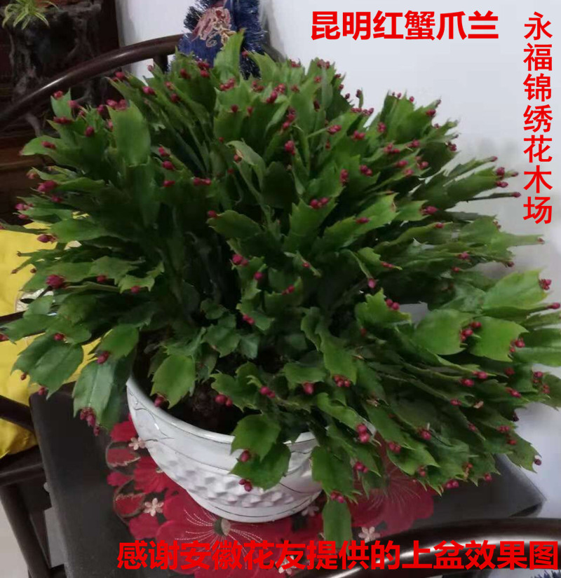 绿植蟹爪兰多色带盆假昙花新品