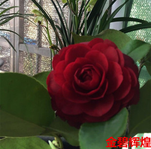 赤丹六角大红金碧辉煌福建龙岩永福茶花名贵盆栽茶花经典大红茶花