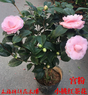 宫粉茶花又名小桃红广东粉纯粉色文瓣花型带花苞山茶苗名贵品种