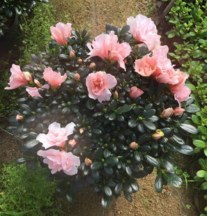 杜鹃花小桃红杨梅红杜鹃花盆栽四季开花室内庭院阳台花卉植物绿植