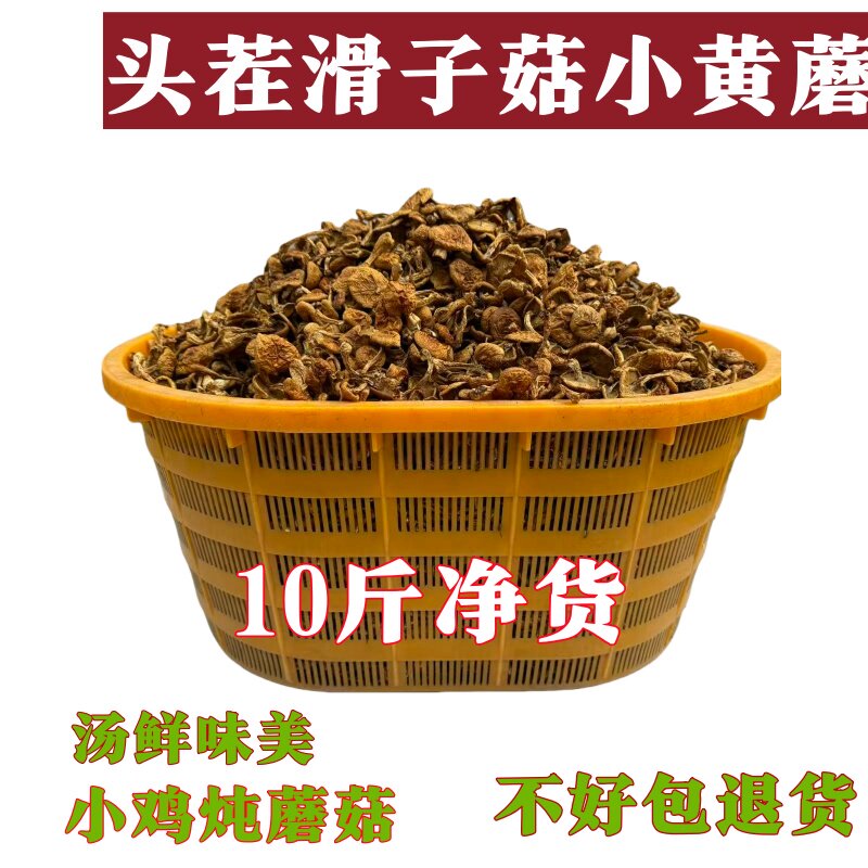 东北滑子菇新货剪剪脚小鸡炖蘑菇东北小黄蘑农家滑子菇煲汤土特产
