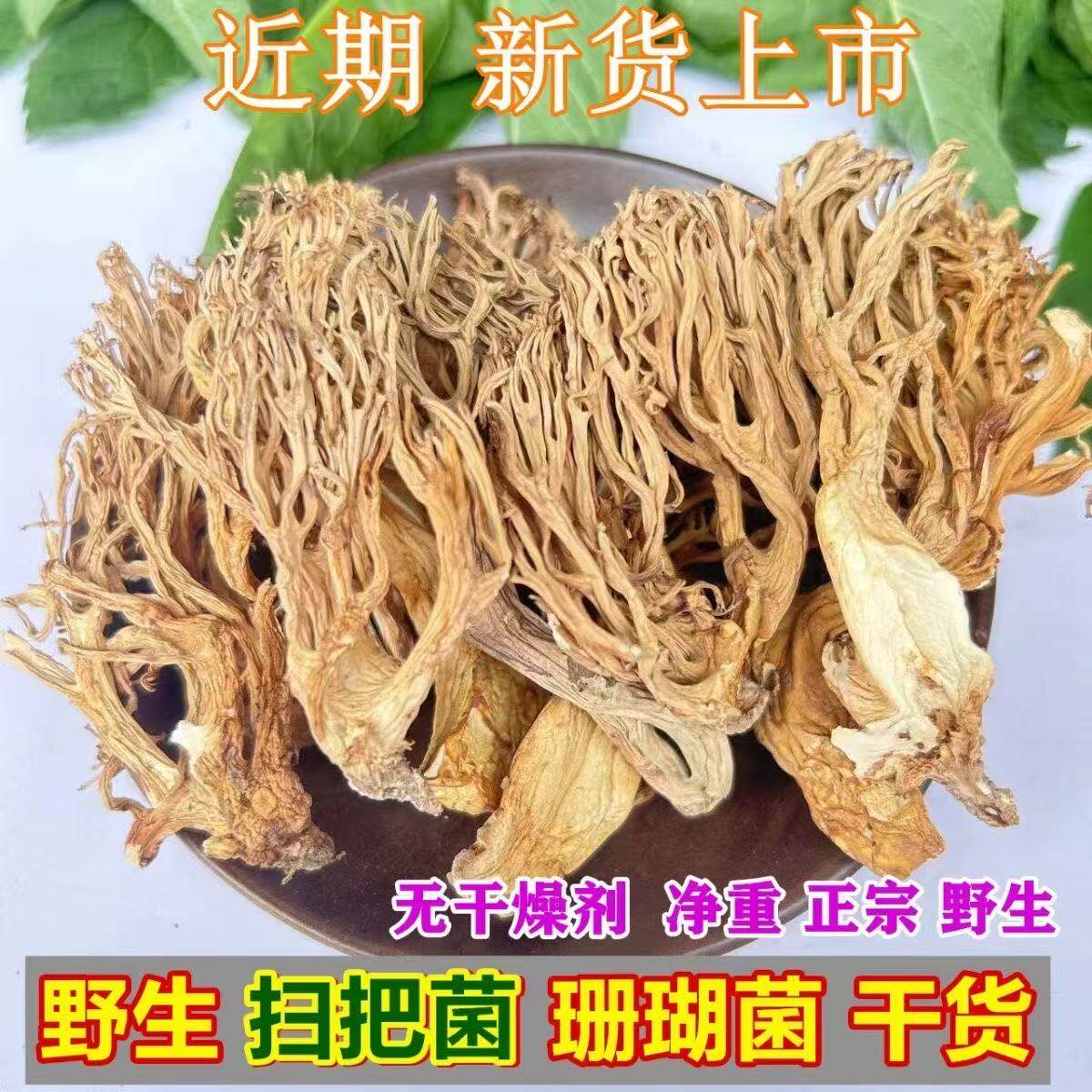 2025年新货野生珊瑚菌干货