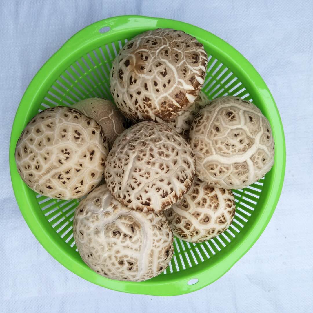 大花菇500g包邮新货1斤包邮新货农家泌阳花菇土特产剪脚 香菇肉厚
