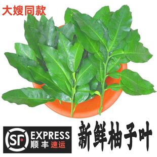 去晦气柚叶子乔迁新居出狱洗澡树叶老树黄皮叶新鲜新房洒净祝福