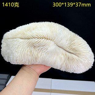 然白珊瑚长形海菊花海蘑菇贝壳鱼缸造景鞋底形装饰摆件消磁85号