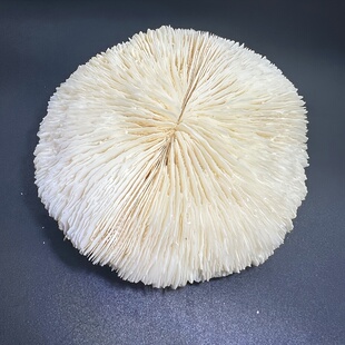 天然白珊瑚圆形海菊花海蘑菇贝壳鱼缸造景道具装 饰品摆件水晶消磁