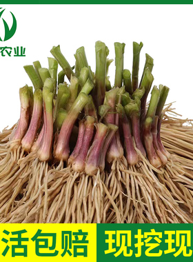 韭菜根苗现挖宽叶韭菜根紫根韭菜苗小叶四季阳台盆栽种绿色蔬菜苗