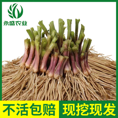 韭菜根苗现挖小叶香韭菜根紫根韭菜细叶四季阳台盆栽种绿色蔬菜苗